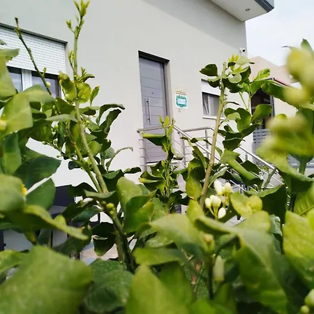 Aloha Agios Spyridon (Spata-Artemida)